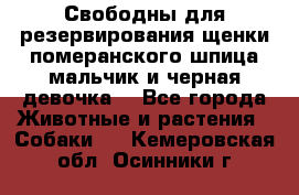 Свободны для резервирования щенки померанского шпица мальчик и черная девочка  - Все города Животные и растения » Собаки   . Кемеровская обл.,Осинники г.